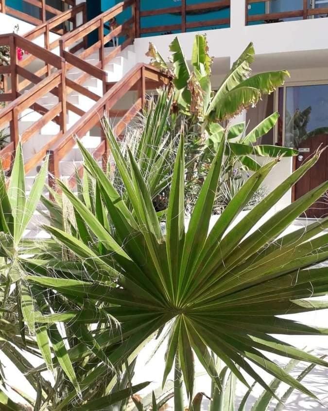 B&B Sereia Azul Boa Vista Sal Rei Kültér fotó